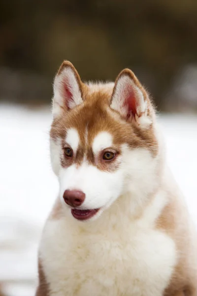 愛らしいシベリアのハスキー犬屋外 — ストック写真