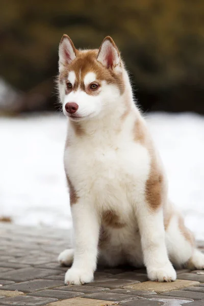 Entzückender Sibirischer Husky Hund Freien — Stockfoto