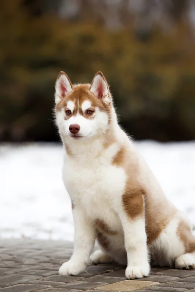 Bedårande Sibirisk Husky Hund Utomhus — Stockfoto