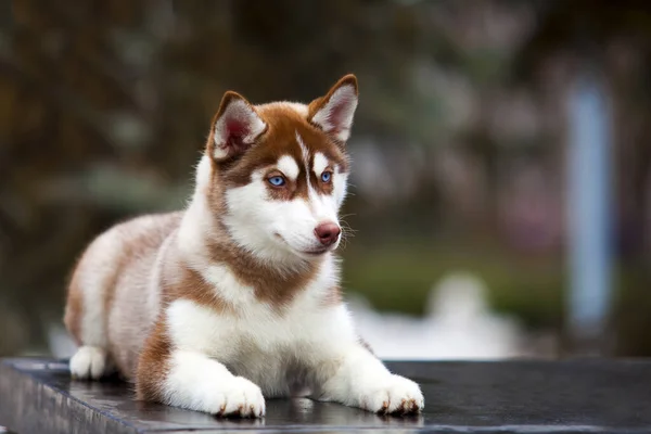 Anjing Serak Siberian Yang Menggemaskan Luar Rumah — Stok Foto