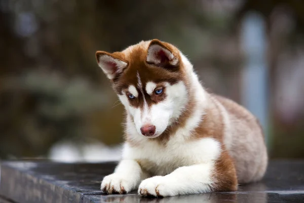 Anjing Serak Siberian Yang Menggemaskan Luar Rumah — Stok Foto