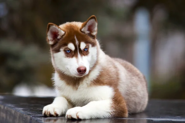 Anjing Serak Siberian Yang Menggemaskan Luar Rumah — Stok Foto