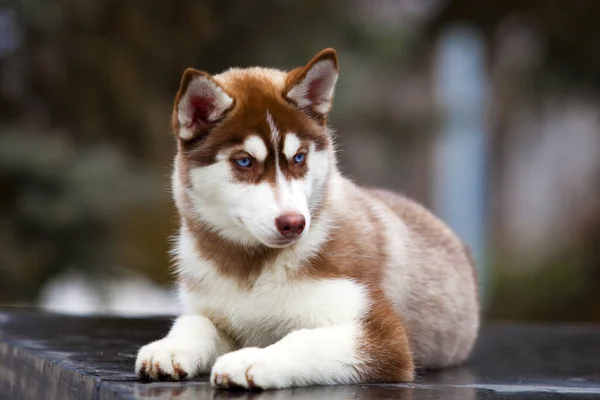 Adorável Cão Husky Siberiano Livre — Fotografia de Stock