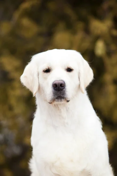 Retrato Golden Retriever — Fotografia de Stock