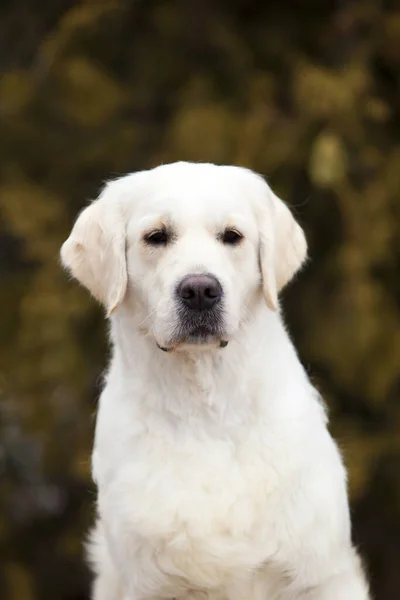 Retrato Filhote Cachorro Labrador Parque — Fotografia de Stock