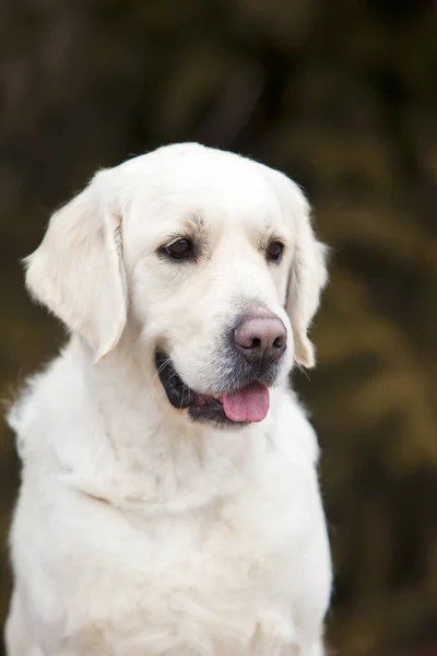 Labrador Welpenporträt Park — Stockfoto