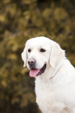 Golden retriever 'ın portresi