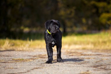 Siyah Labrador Köpek Köpeğinin Parktaki Portresi