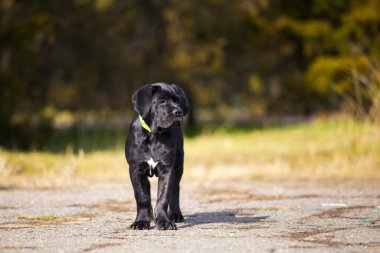  Siyah Labrador Köpek Köpeğinin Parktaki Portresi