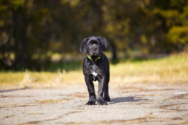  Siyah Labrador Köpek Köpeğinin Parktaki Portresi