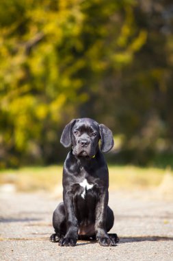  Siyah Labrador Köpek Köpeğinin Parktaki Portresi