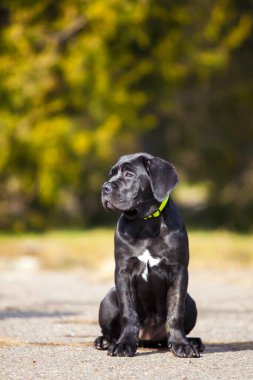 Baston Corso köpek resmi.