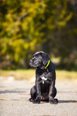 Baston Corso köpek resmi.