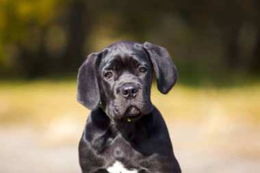 Baston Corso köpek resmi.