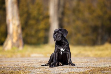  Siyah Labrador Köpek Köpeğinin Parktaki Portresi