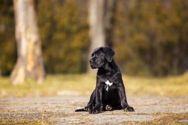  Siyah Labrador Köpek Köpeğinin Parktaki Portresi