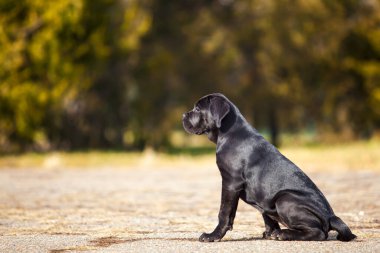 Baston Corso köpek resmi.