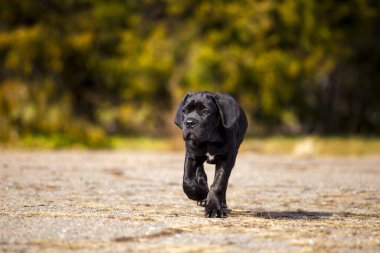 Baston Corso köpek resmi.