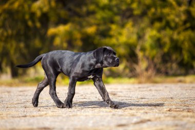 Baston Corso köpek resmi.