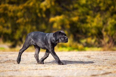 Baston Corso köpek resmi.