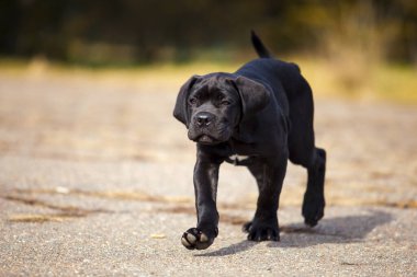  Siyah Labrador Köpek Köpeğinin Parktaki Portresi