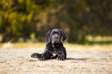  Siyah Labrador Köpek Köpeğinin Parktaki Portresi