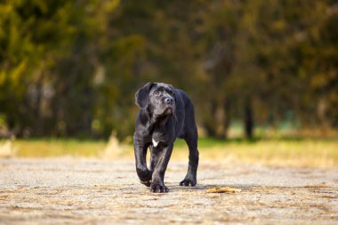  Siyah Labrador Köpek Köpeğinin Parktaki Portresi