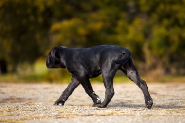  Siyah Labrador Köpek Köpeğinin Parktaki Portresi
