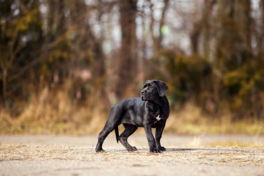  Siyah Labrador Köpek Köpeğinin Parktaki Portresi