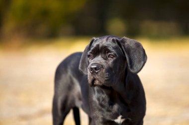  Siyah Labrador Köpek Köpeğinin Parktaki Portresi