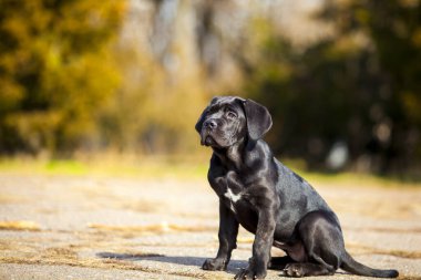  Siyah Labrador Köpek Köpeğinin Parktaki Portresi