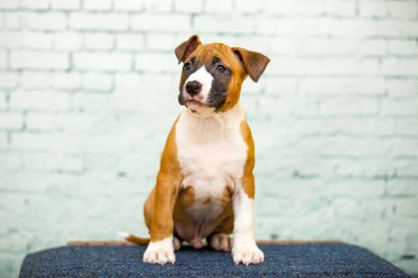 Amerikan Staffordshire Terrier köpeği.