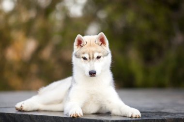 tapılası Sibirya köpeği açık havada.