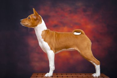  Sonbahar ormanındaki Basenji köpeğinin portresi.