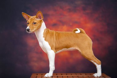  Sonbahar ormanındaki Basenji köpeğinin portresi.