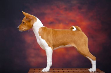  Sonbahar ormanındaki Basenji köpeğinin portresi.