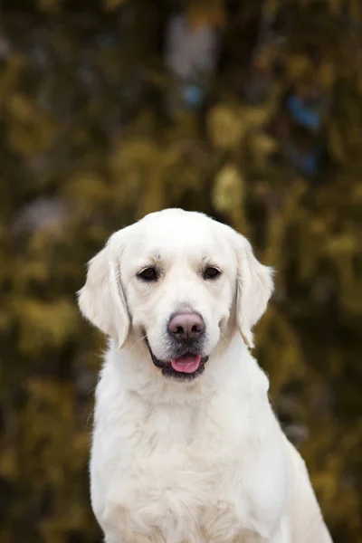 Labrador Welpenporträt Park — Stockfoto