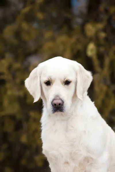 Retrato Golden Retriever — Fotografia de Stock