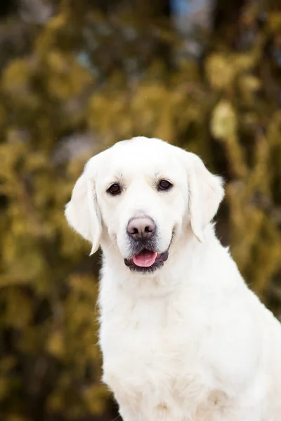 Porträt Des Golden Retrievers — Stockfoto