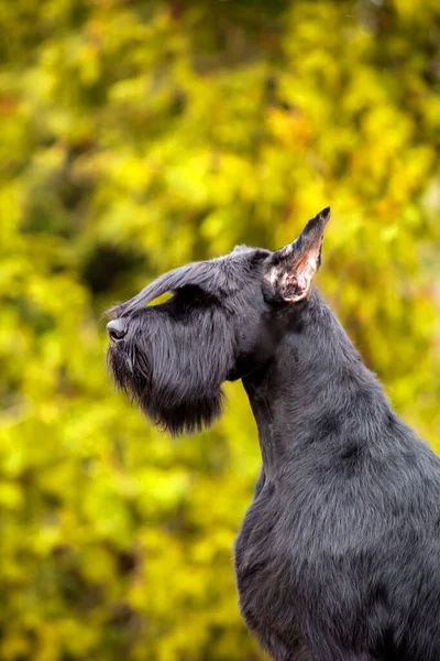 Sznaucer Olbrzym Czarny Pies — Zdjęcie stockowe