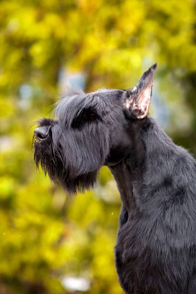 Riesenschnauzer Zwart Hond — Stockfoto