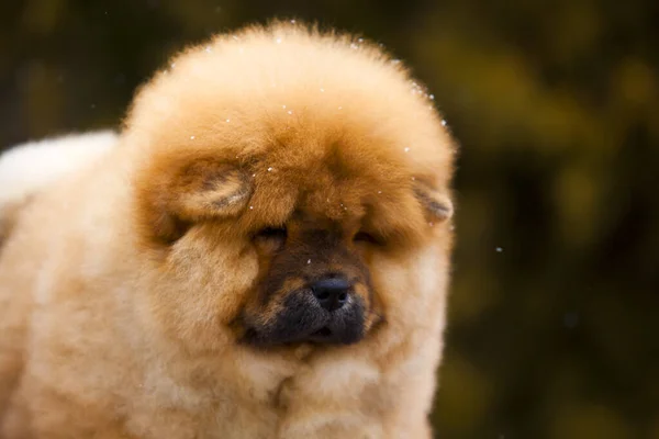 公園でかわいいふわふわチョウチョウ子犬の肖像画 — ストック写真