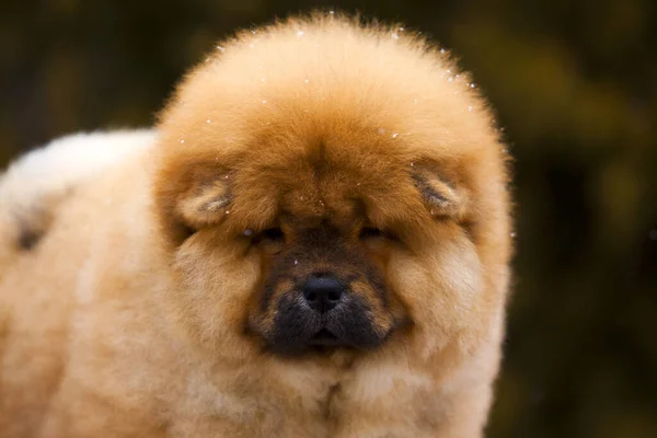 一个可爱的毛茸茸的周州小狗在公园的肖像 — 图库照片