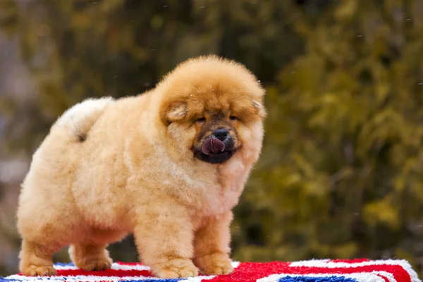 portrait of a cute fluffy Chow Chow puppy in park