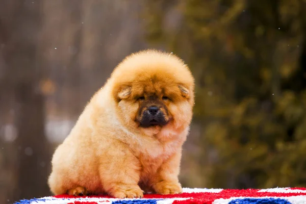 Chow Chow Red Haired Dog — Stock Photo, Image
