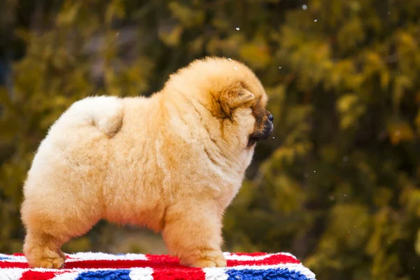  Parkta pofuduk bir Chow Chow yavrusunun portresi.