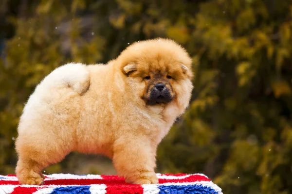 Portret Ślicznego Puszystego Szczeniaka Chow Chow Parku — Zdjęcie stockowe