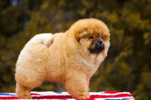 portrait of a cute fluffy Chow Chow puppy in park