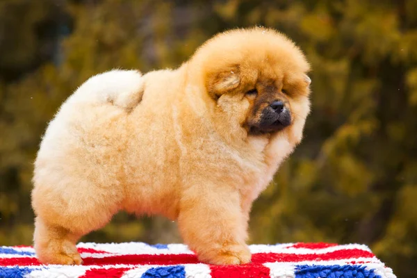 portrait of a cute fluffy Chow Chow puppy in park