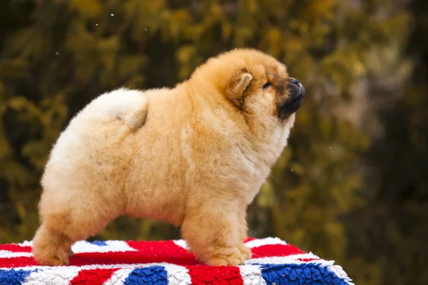 portrait of a cute fluffy Chow Chow puppy in park